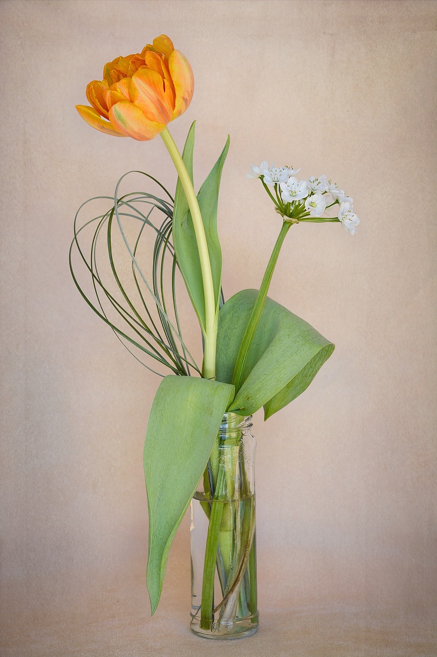 flowers tulip orange free photo