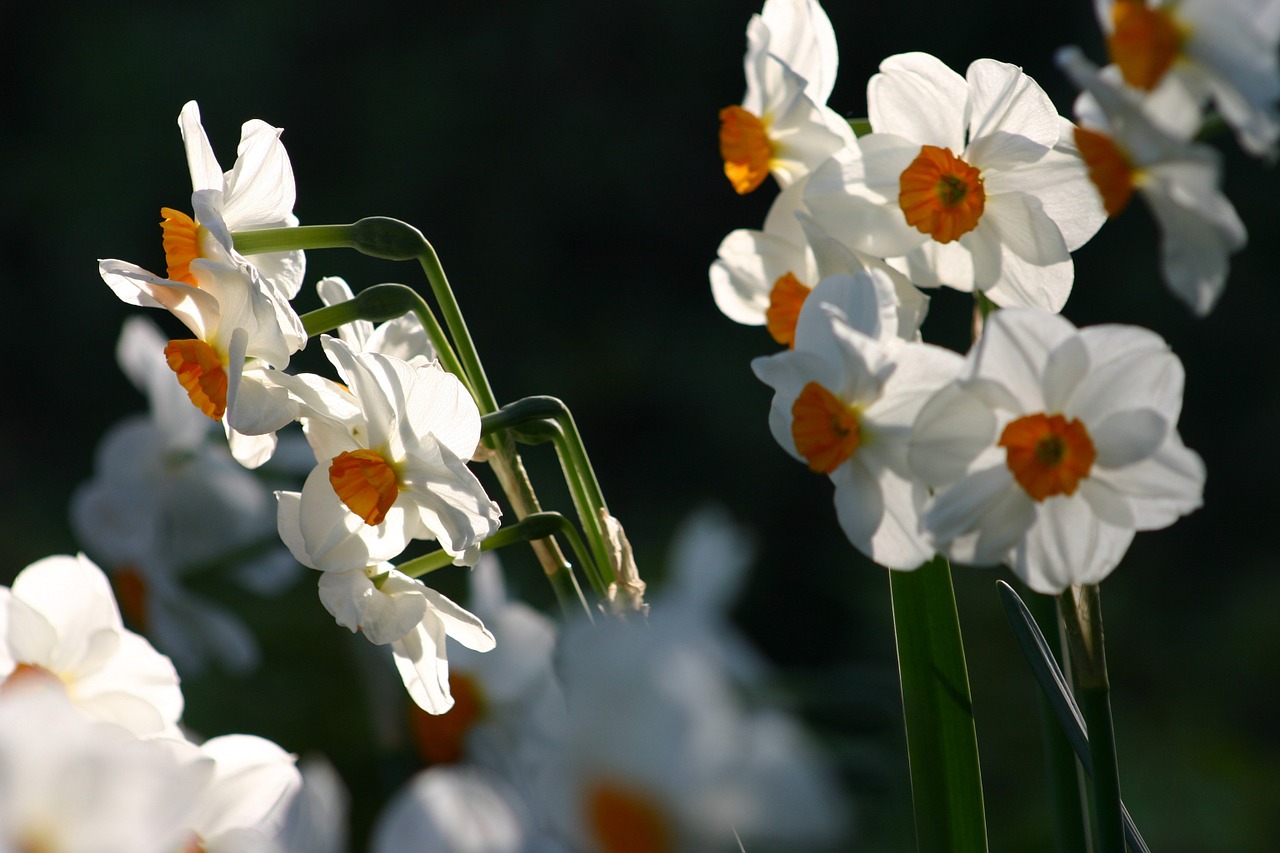 flowers narcissus garden free photo