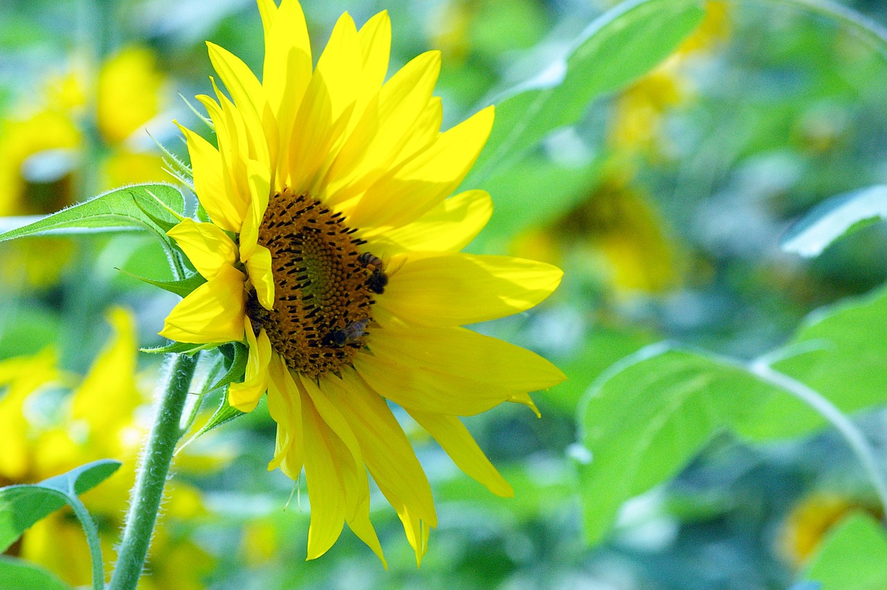 flowers sunflower solar free photo