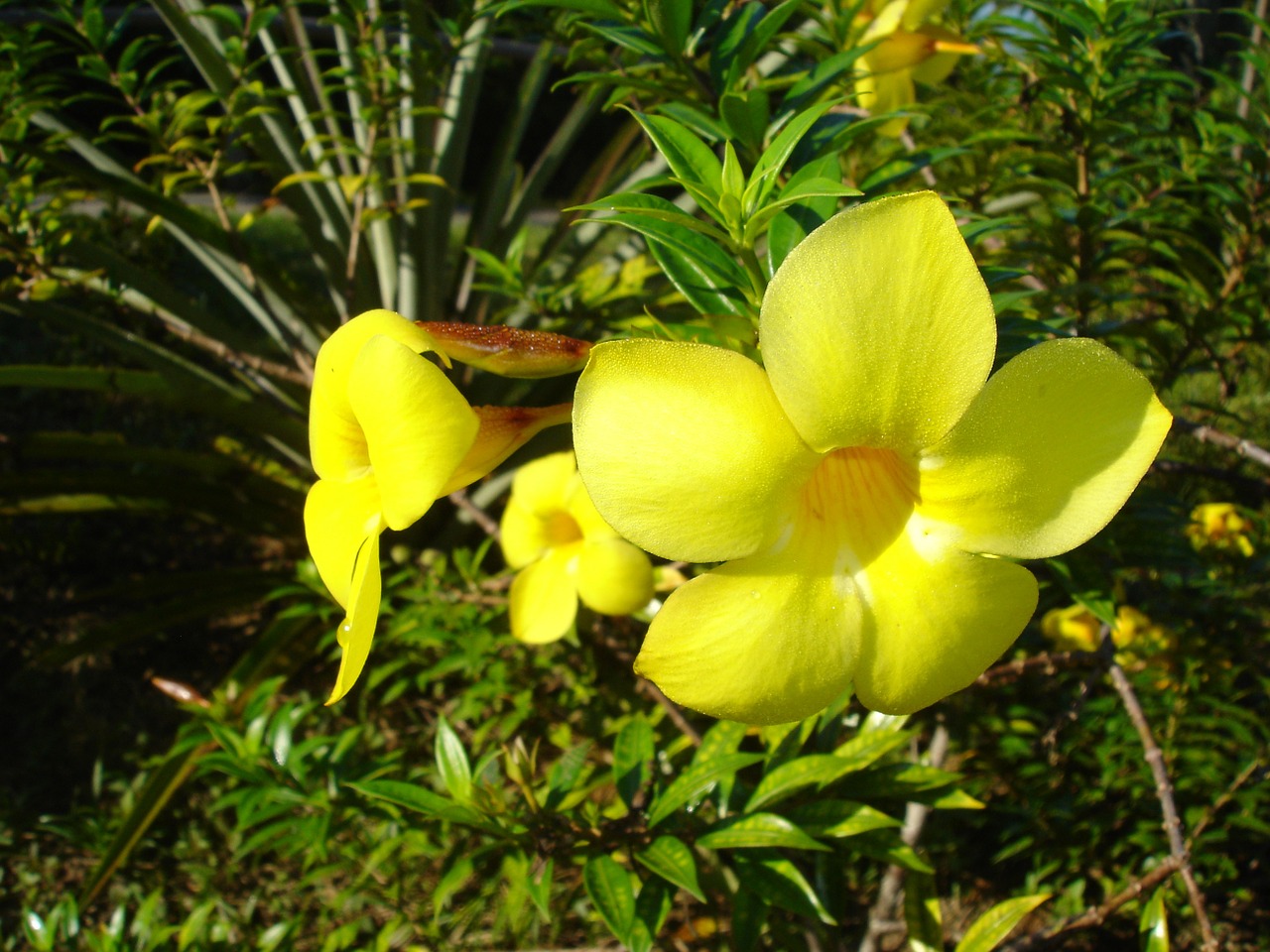 flowers yellow brazil free photo