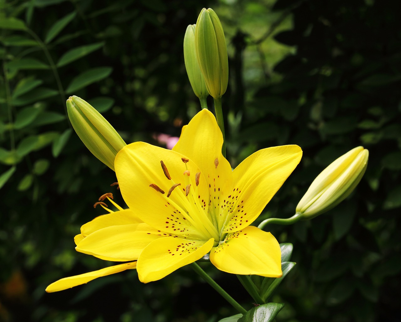 flowers yellow yellow flowers free photo