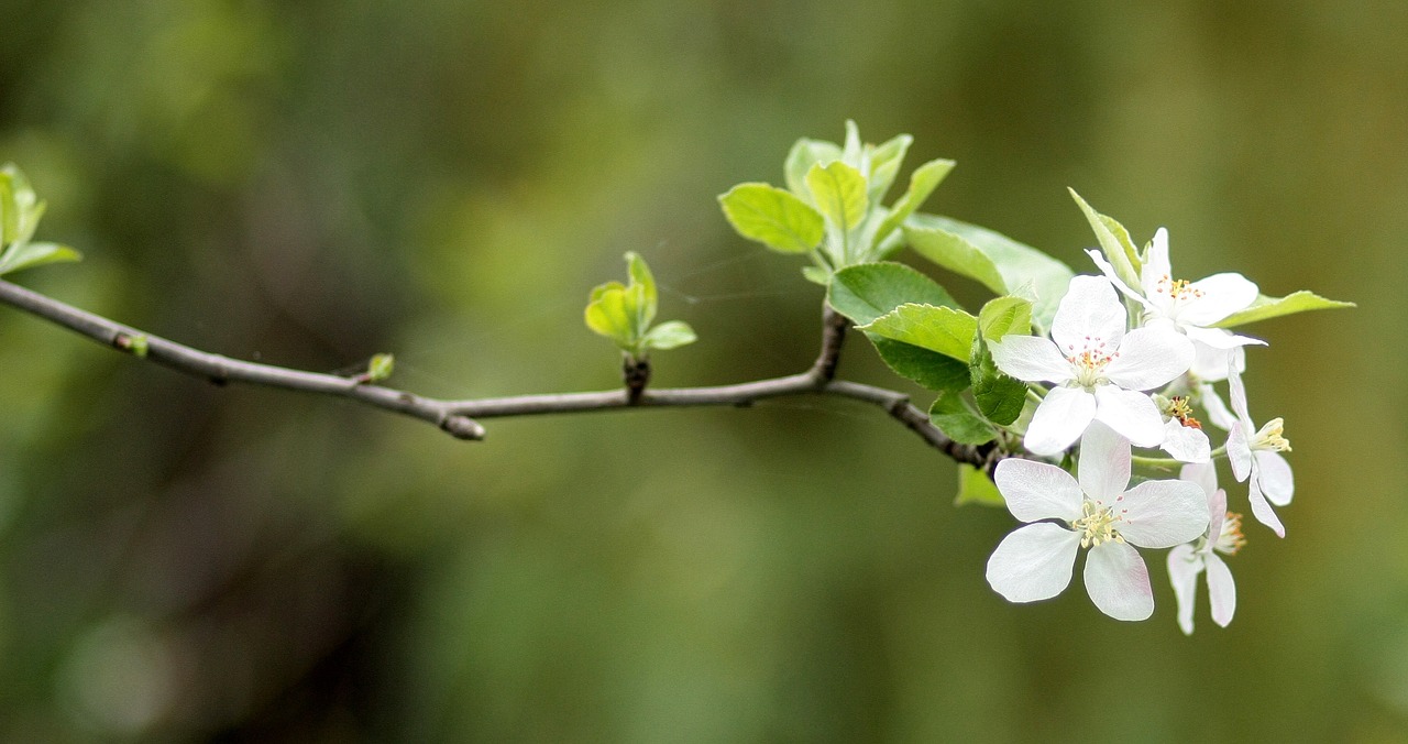 flowers white casey free photo