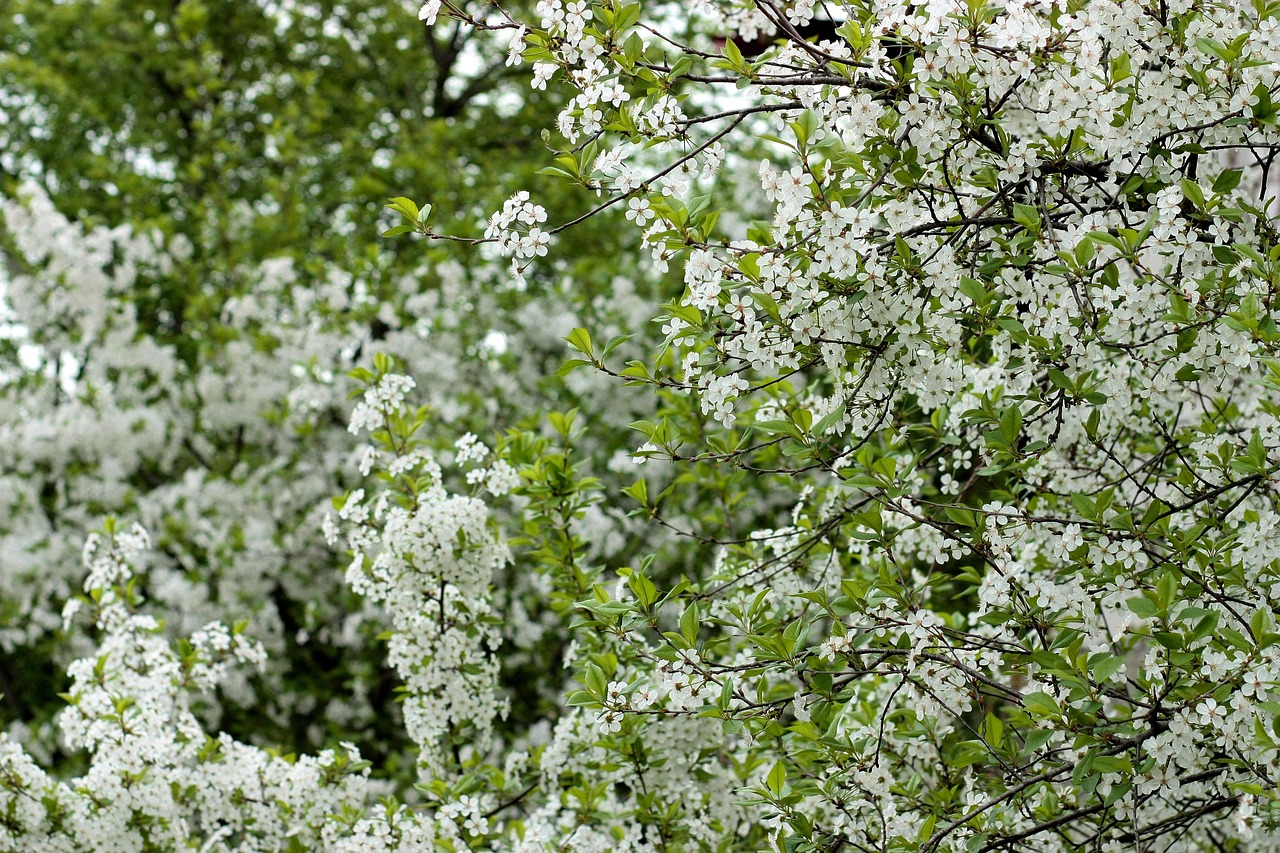 flowers white casey free photo