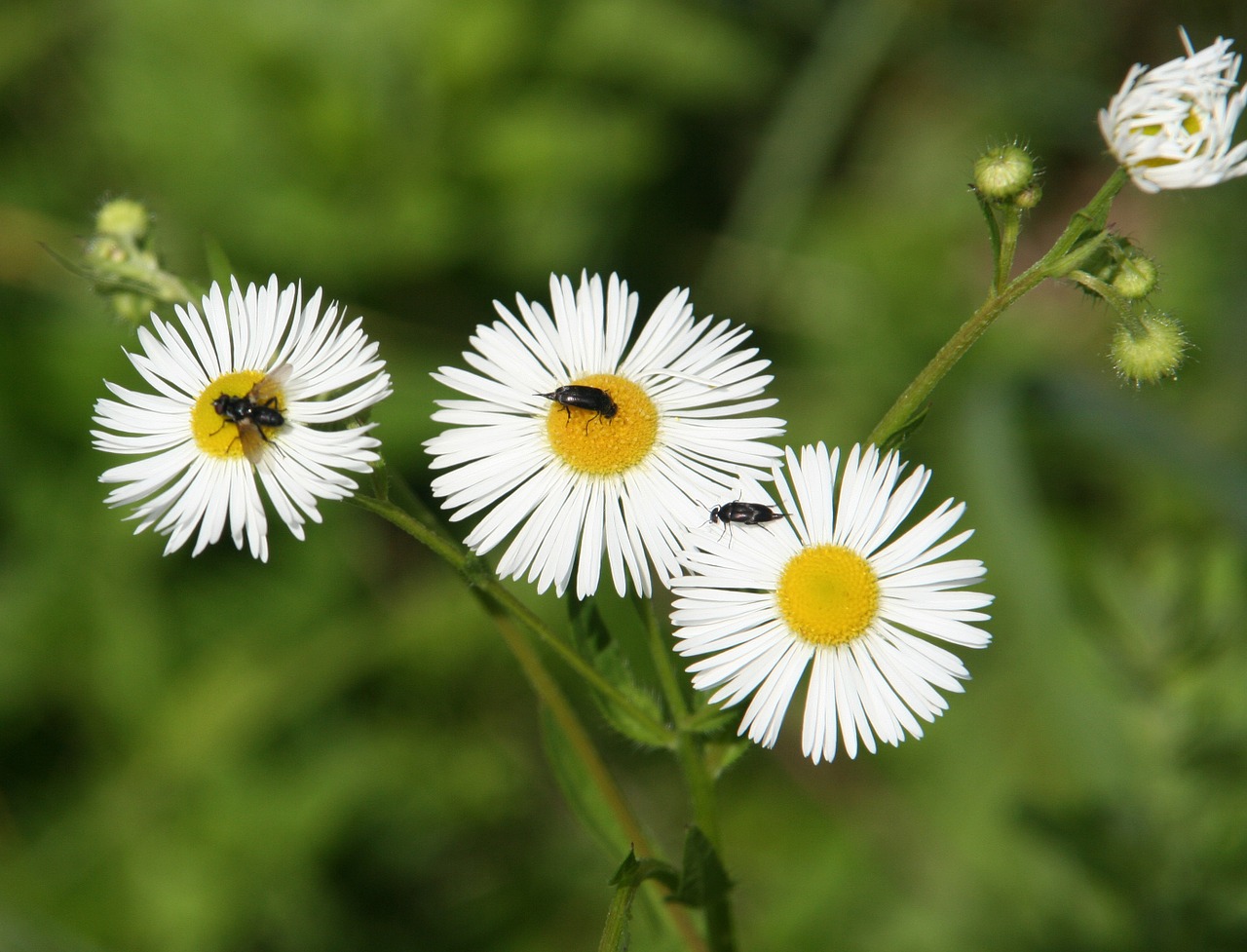 flowers daisies insects free photo