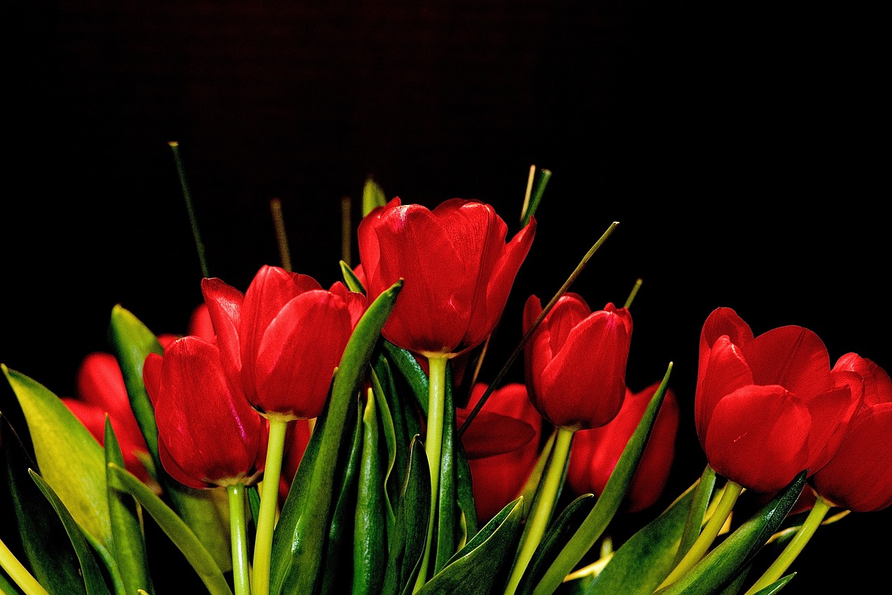 flowers tulips red free photo