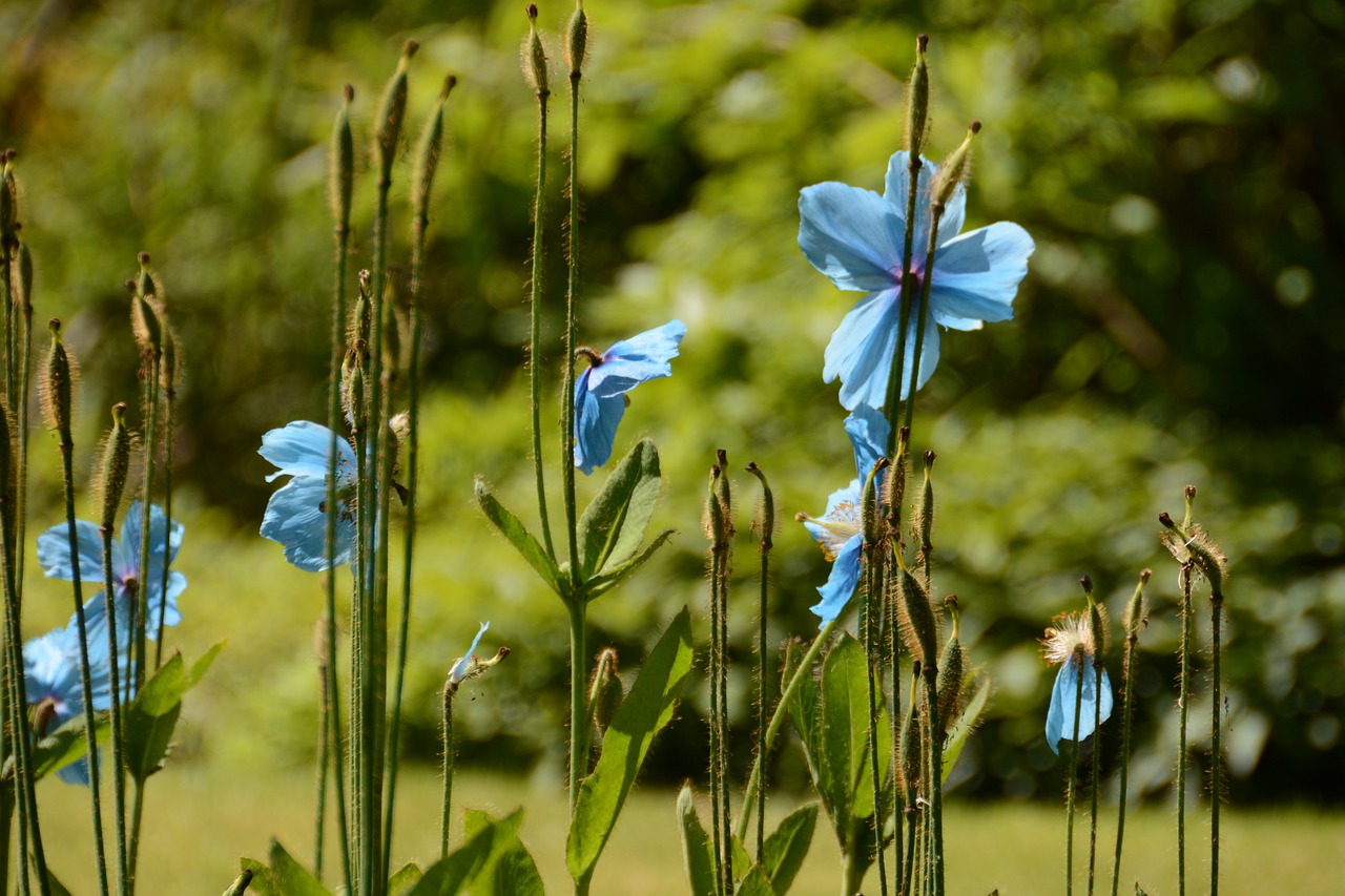 flowers summer summer flowers free photo