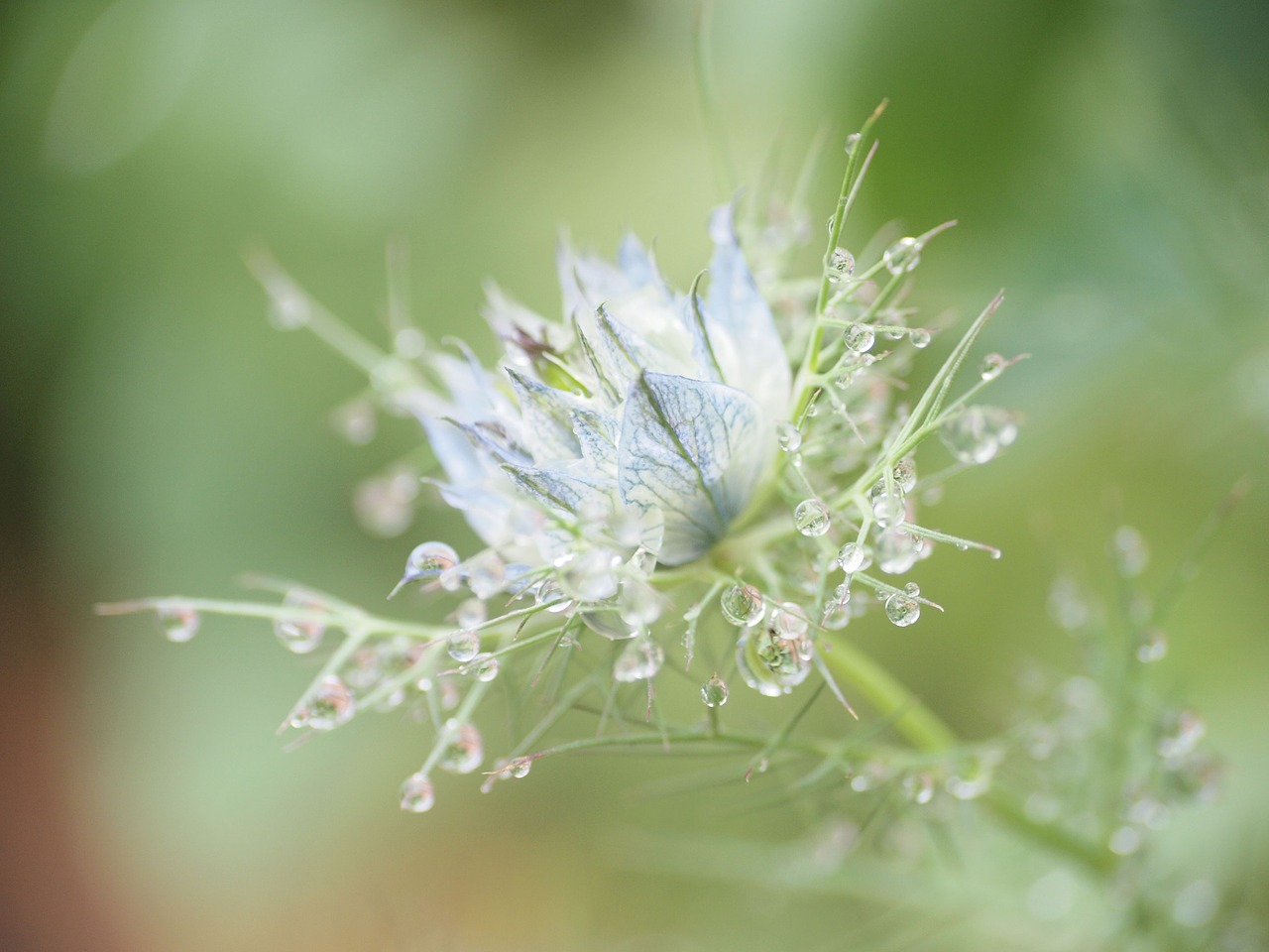 flowers after the rain sensation of coolness free photo