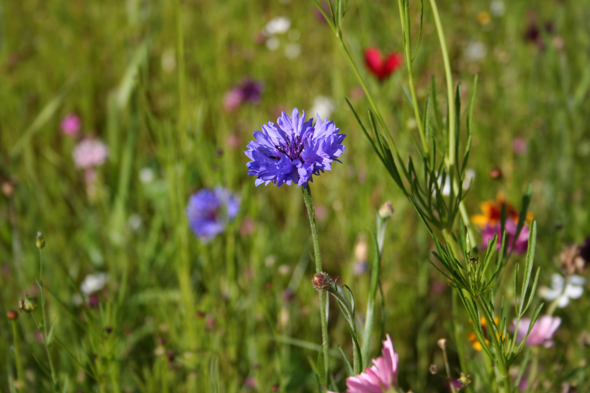 flowers flowers free pictures free photo