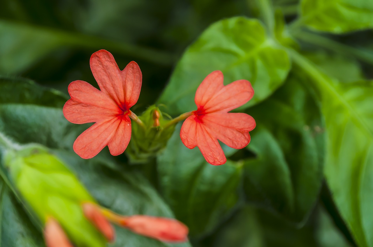 flowers greens nature free photo