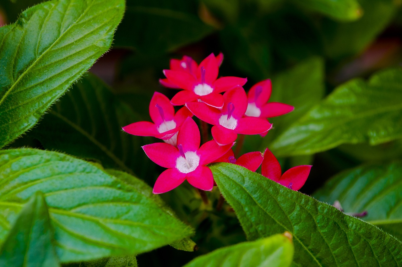 flowers greens nature free photo