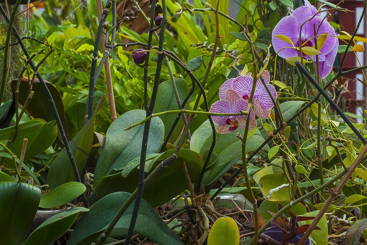 orchid flowers greens free photo