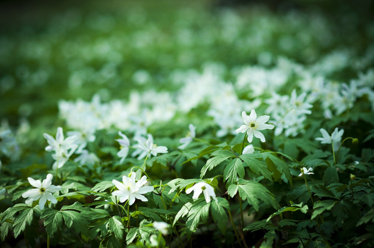 flowers forest biel free photo