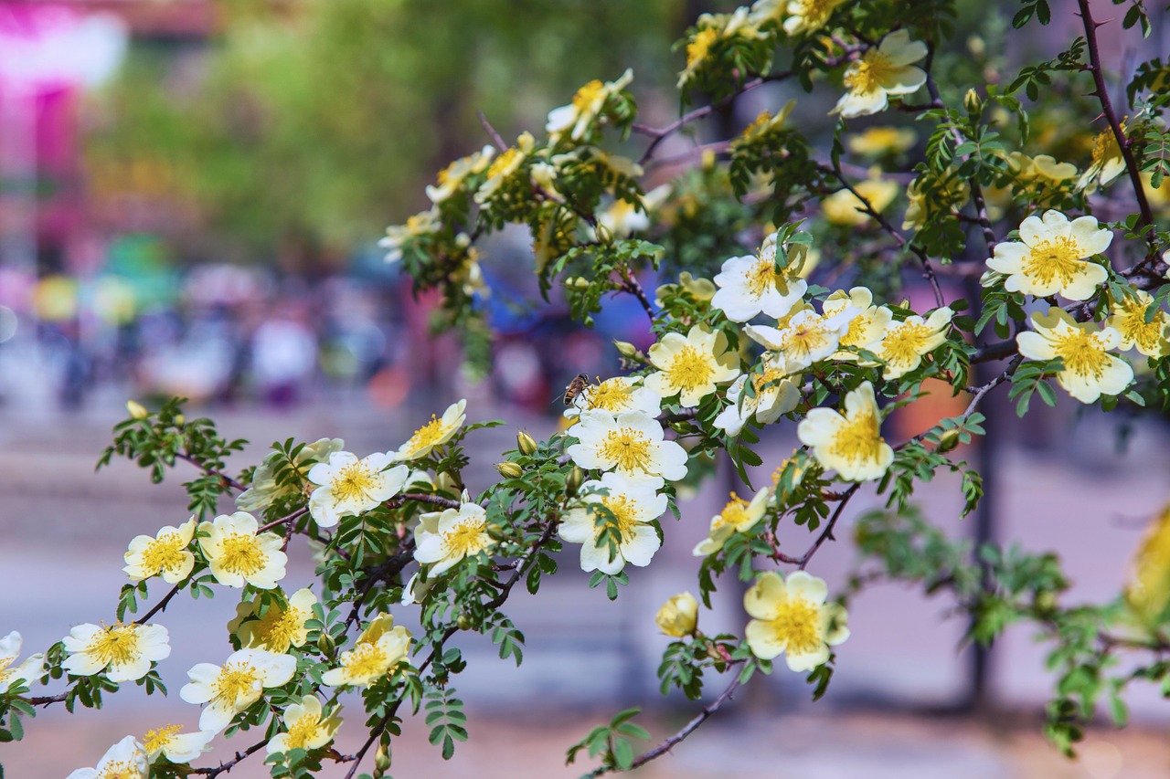 flowers park blossom free photo