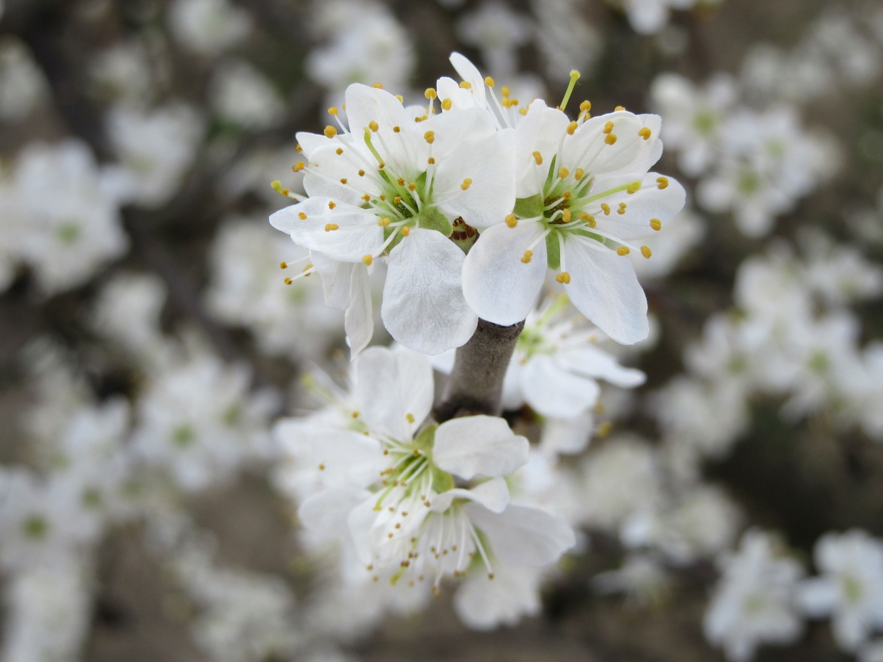 flowers white branch free photo