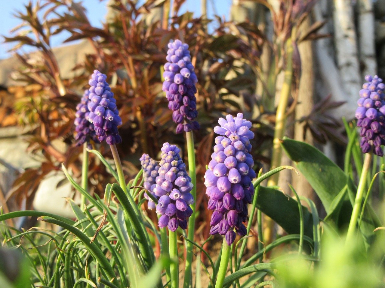 flowers blue violet grass free photo