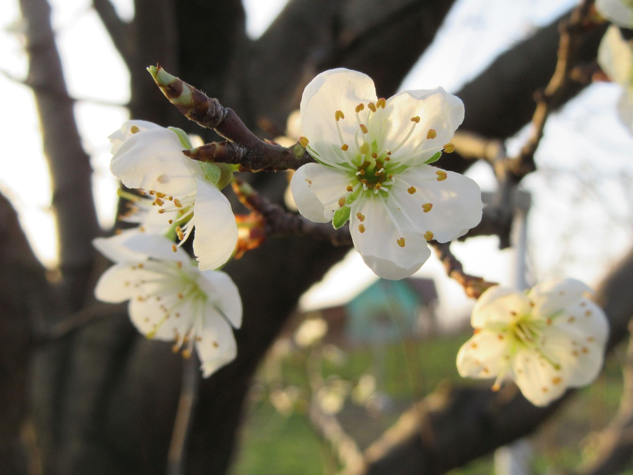 flowers white spring free photo