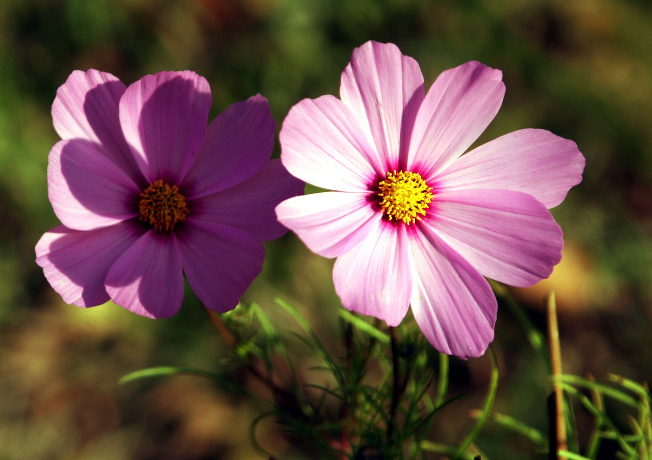 flowers petals nature free photo