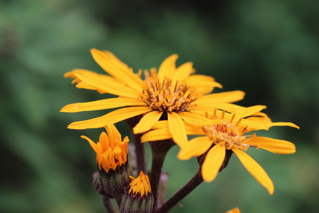 flowers yellow flower free photo