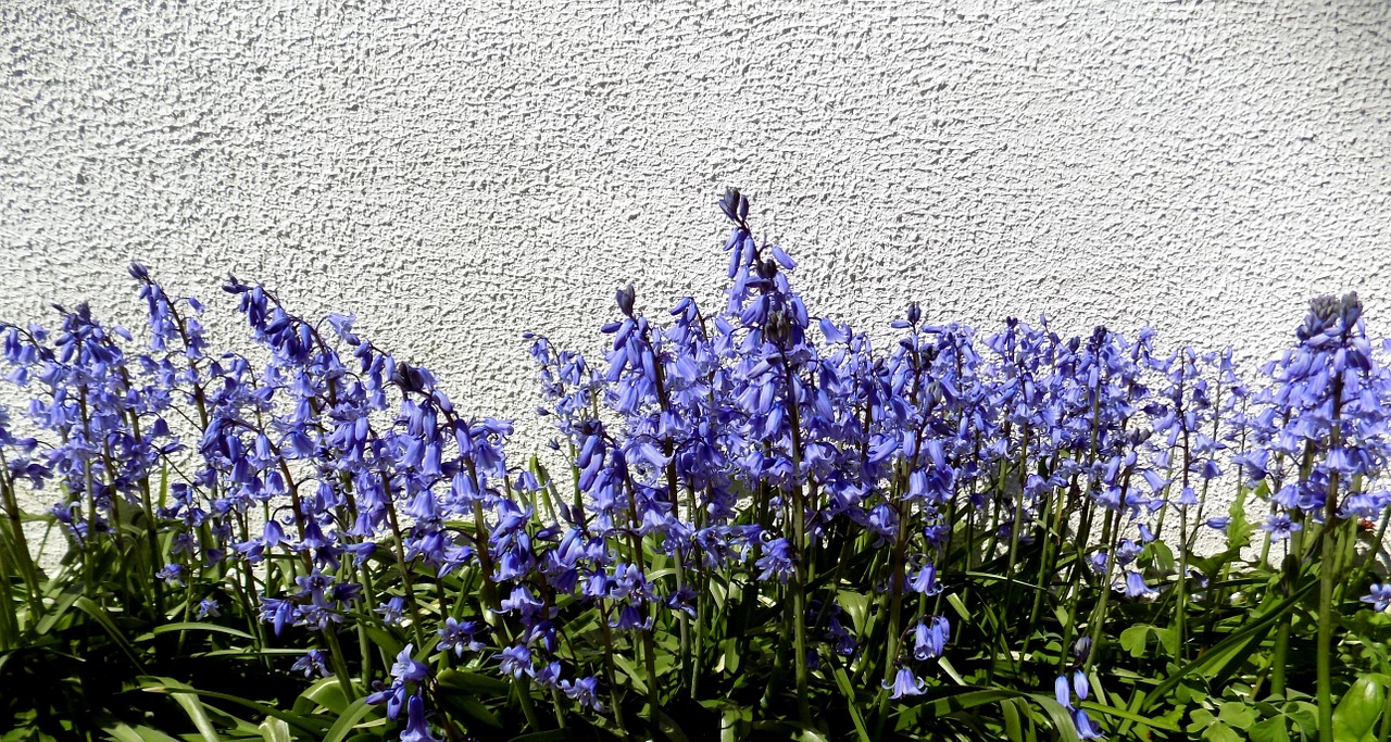 flowers purple spring free photo