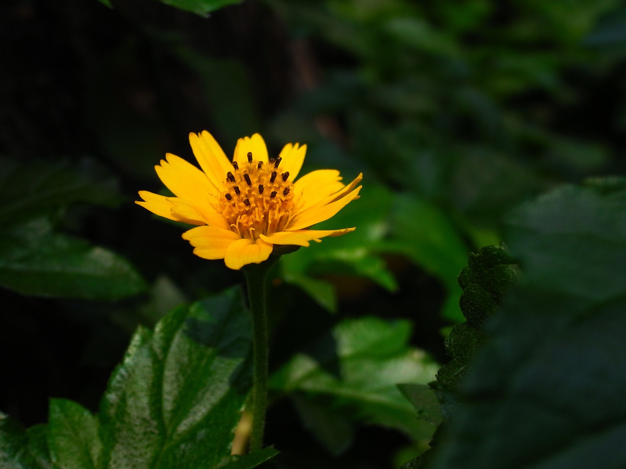 flowers yellow thailand free photo