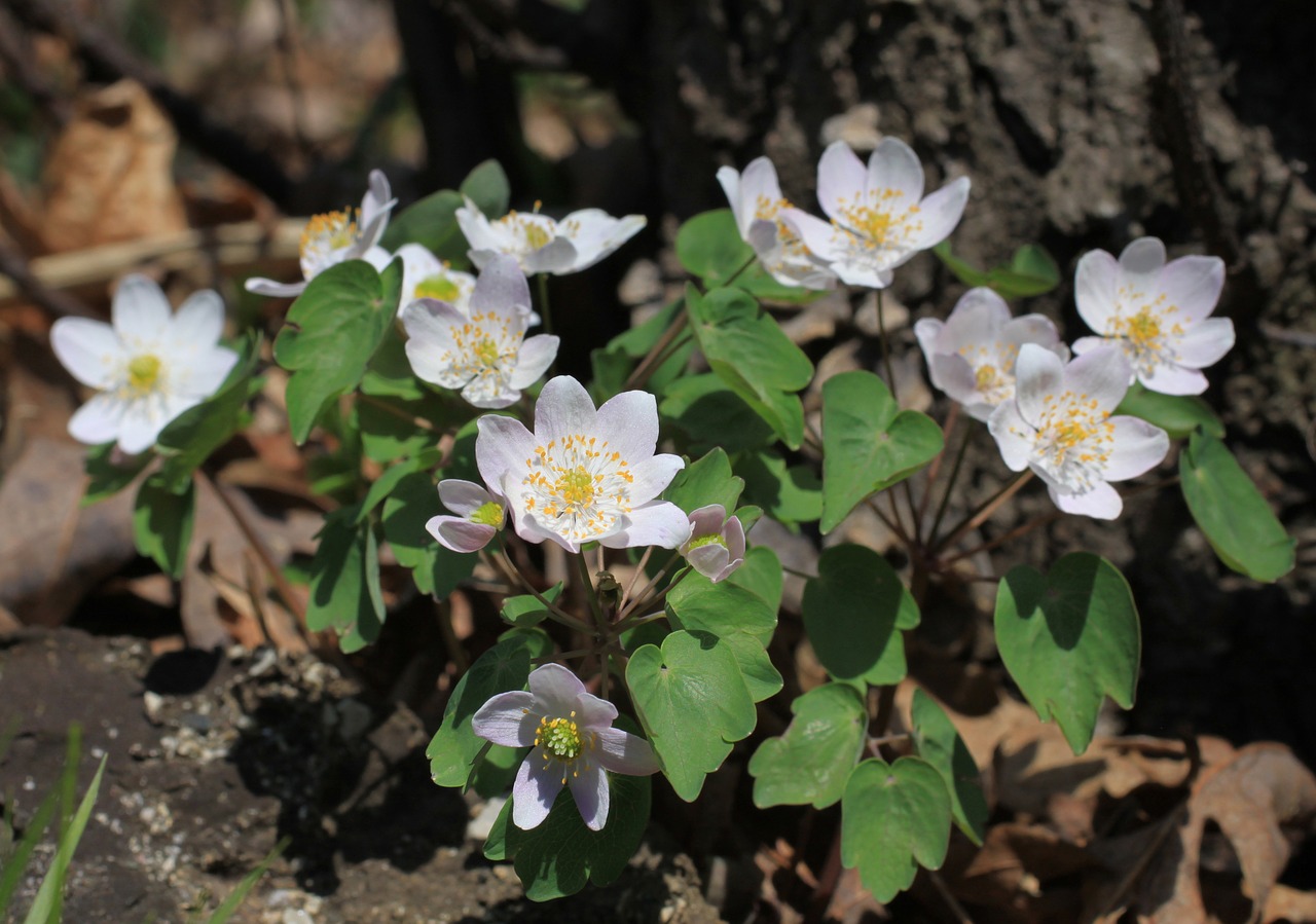 flowers white pretty free photo