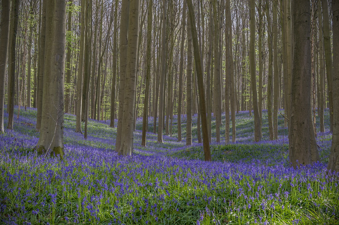 flowers wild flower forest free photo