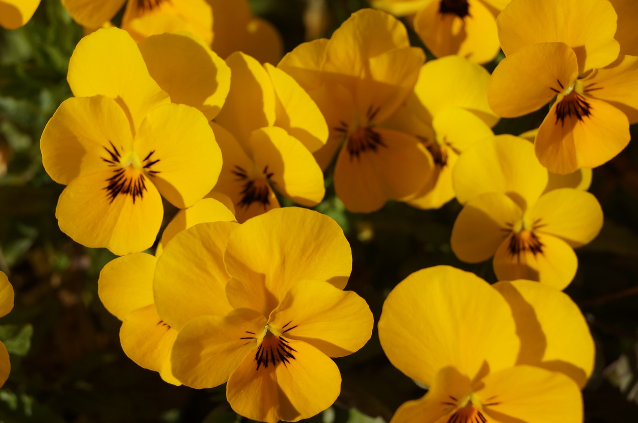 flowers pansy pansies free photo