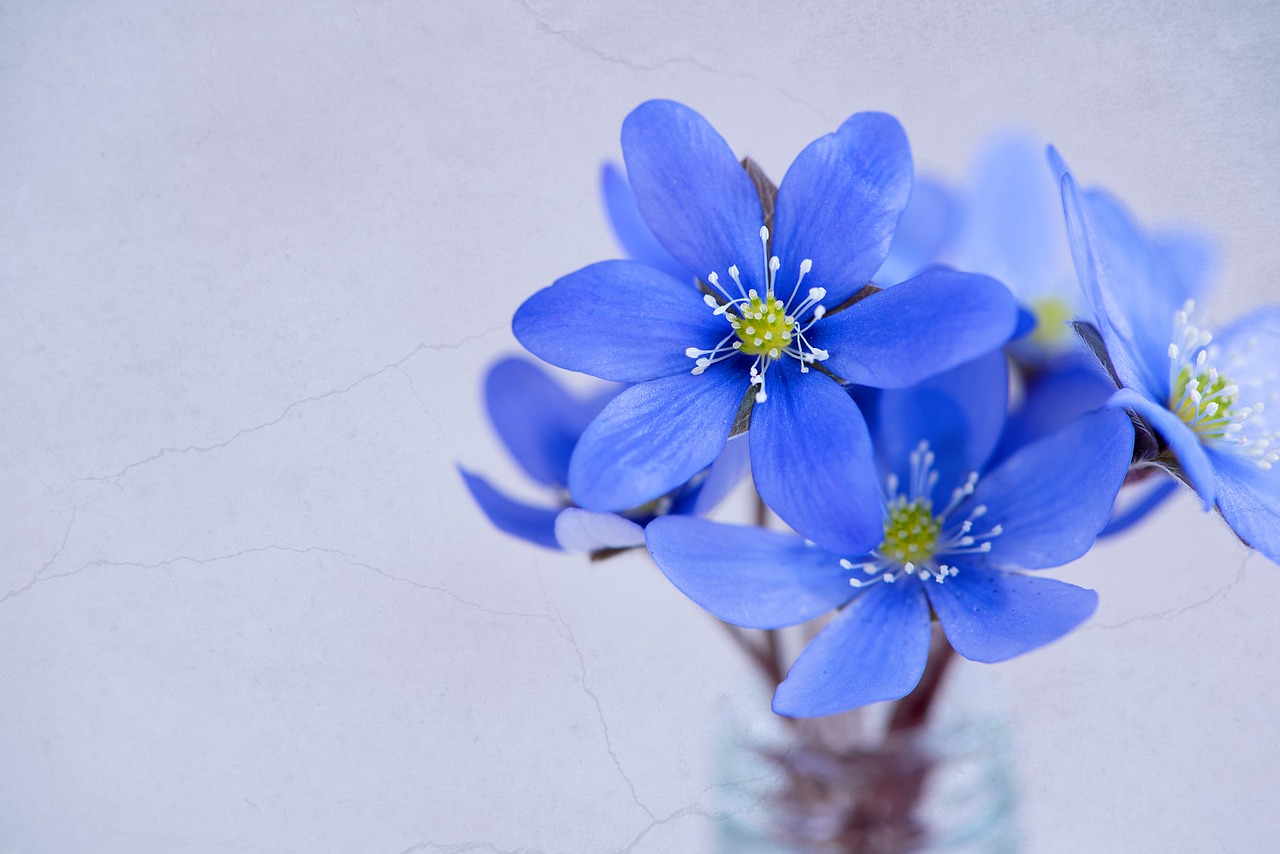 flowers petals hepatica free photo