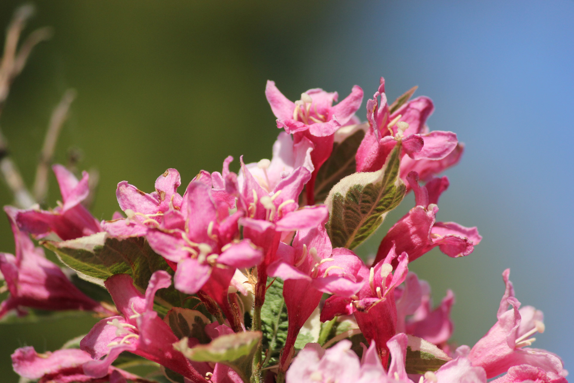 flowers garden pollen free photo