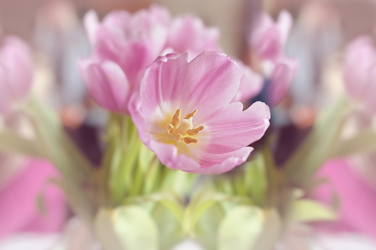 flowers tulips blossom free photo
