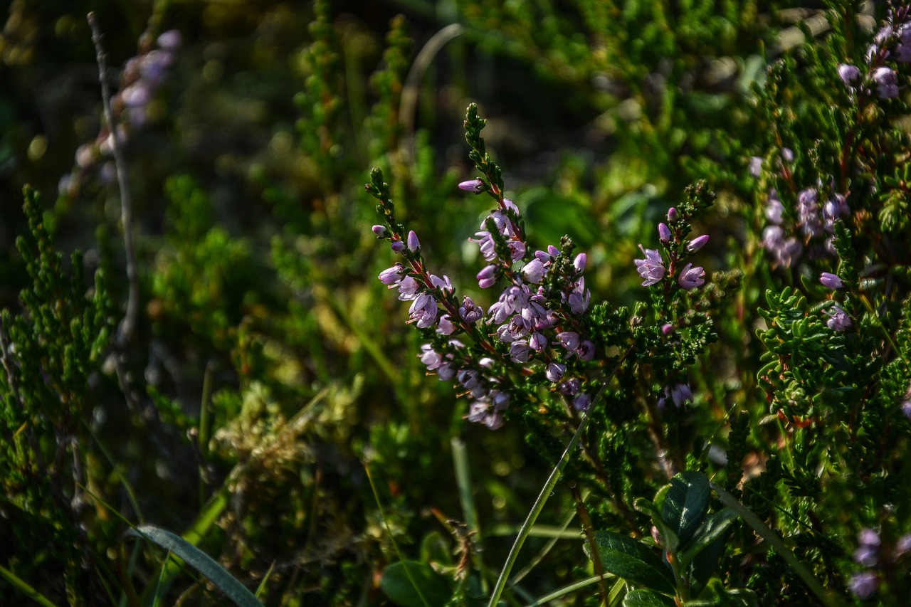 flowers spring green free photo