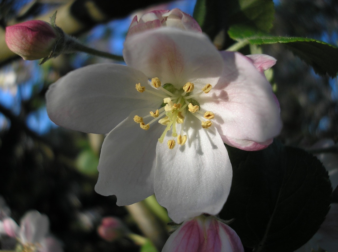 flowers apple blossom apple-tree free photo