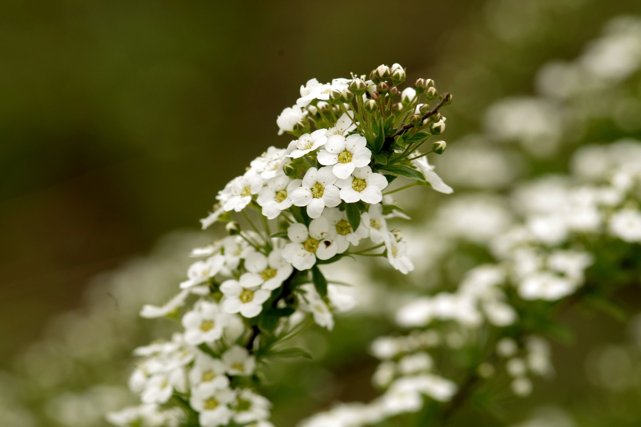 lobularia maritima sweet alyssum flowers free photo