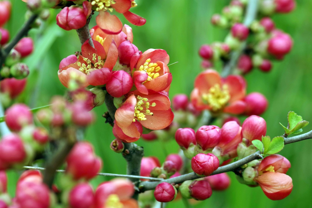 flowers red chaenomeles free photo