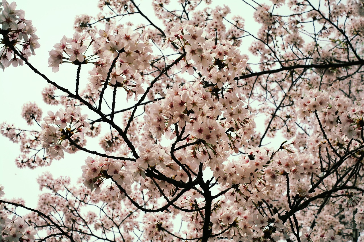 flowers cherry blossom spring free photo