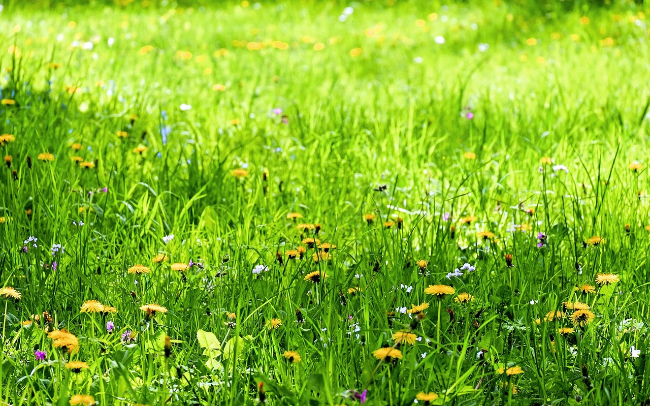 flowers meadow flower meadow free photo