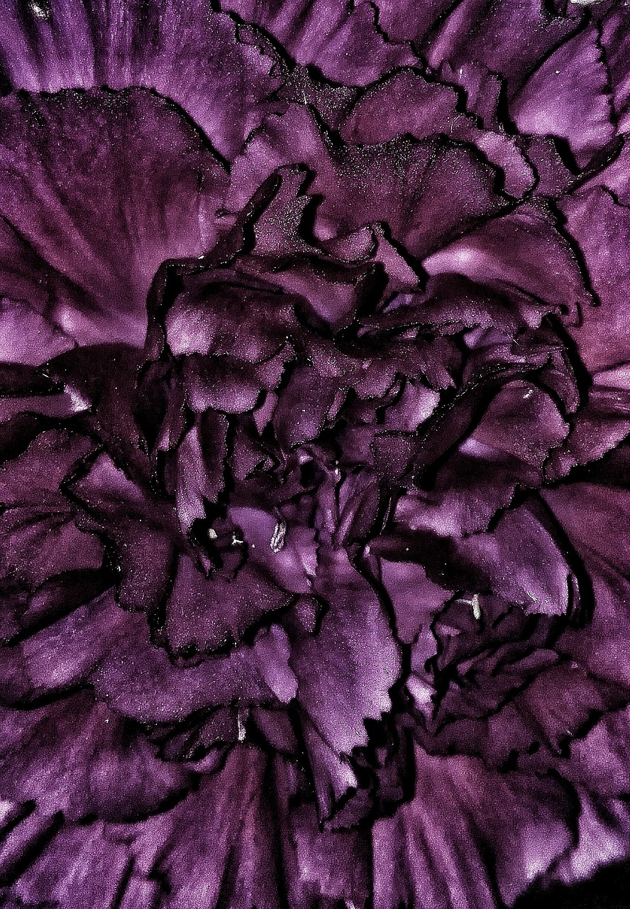 flowers carnation purple free photo