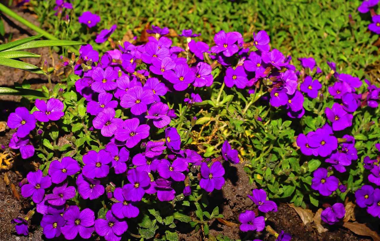 flowers purple nature free photo