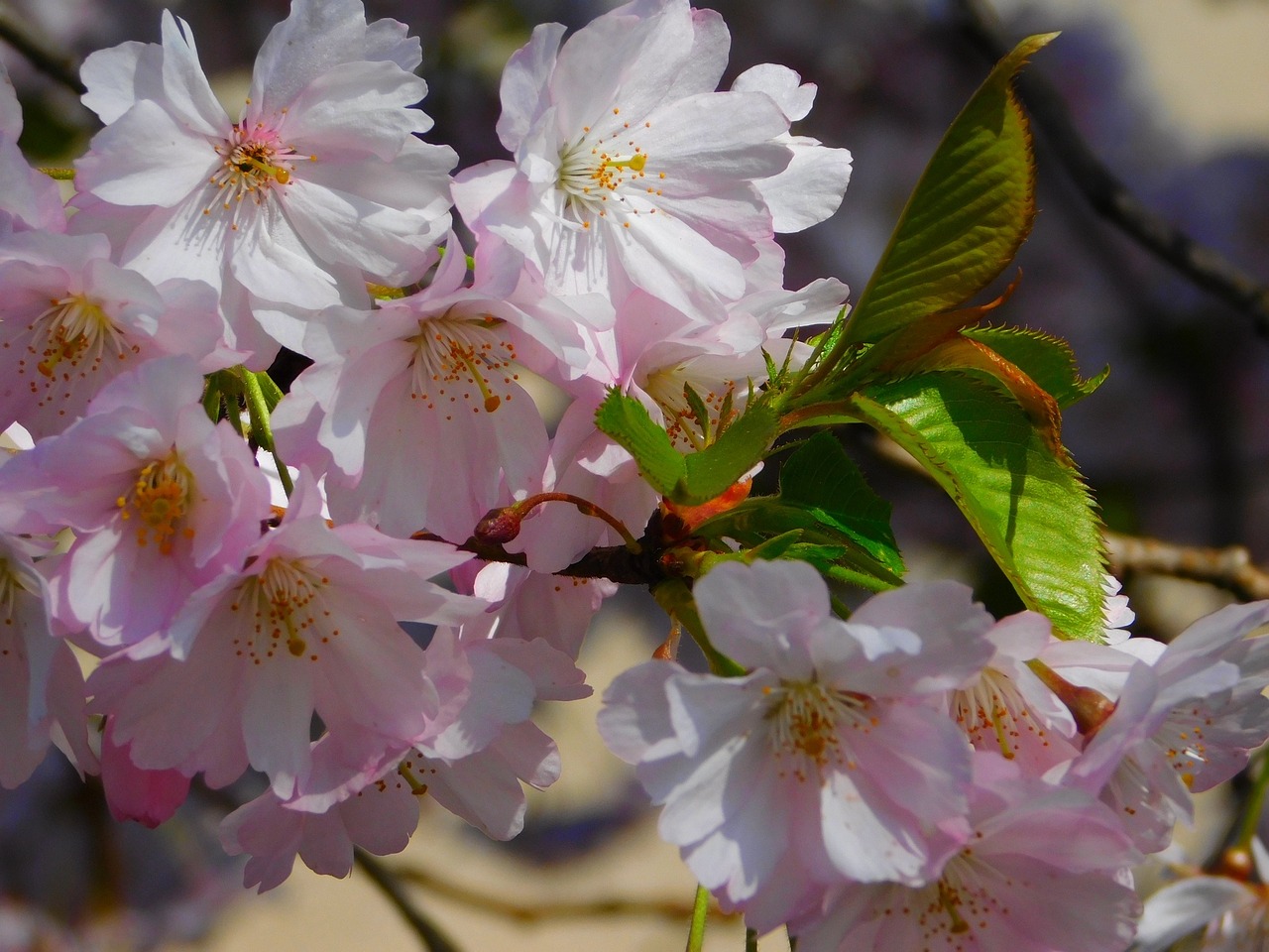 flowers flowers branch branch free photo