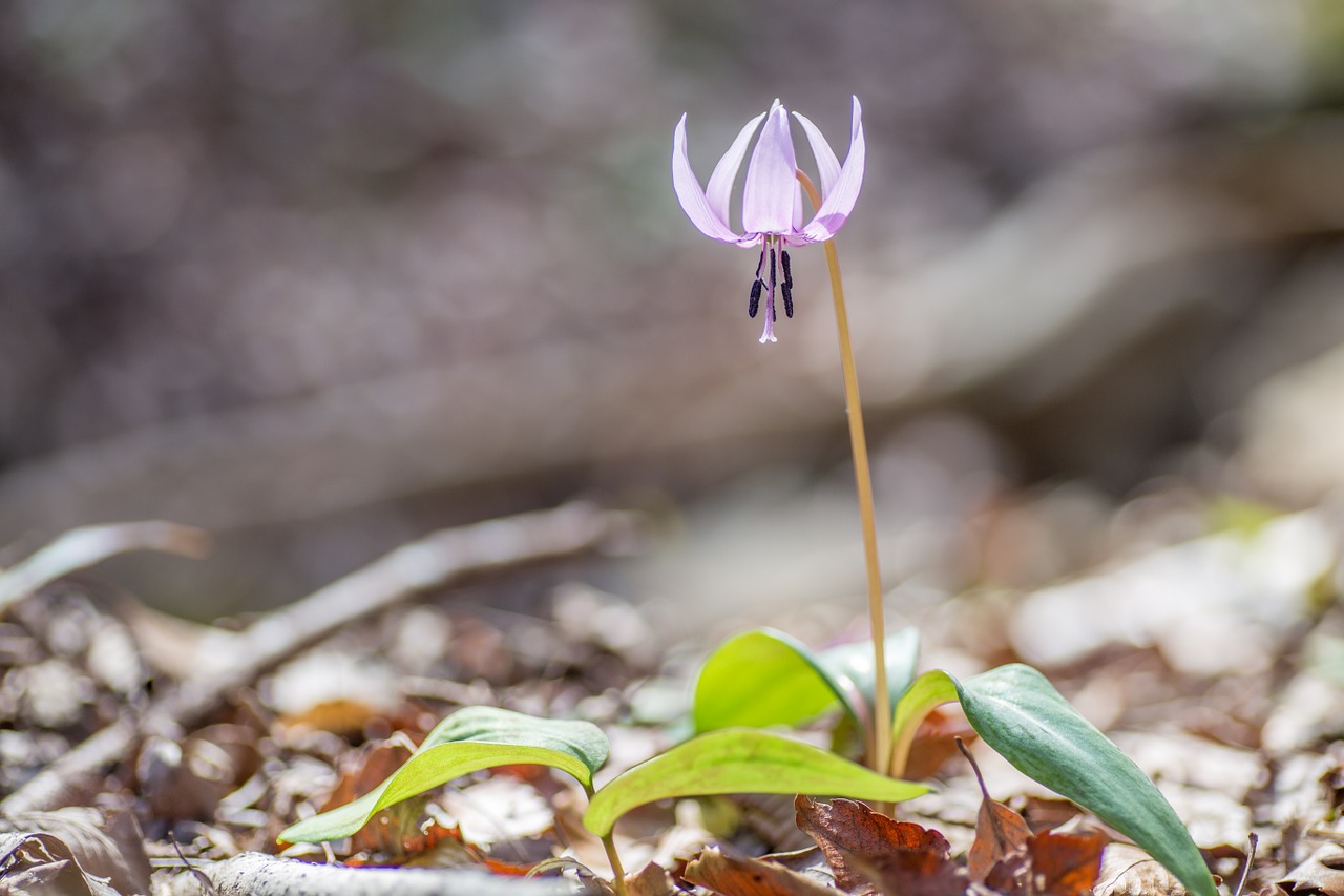 flowers spring japanese dog's tooth violet free photo