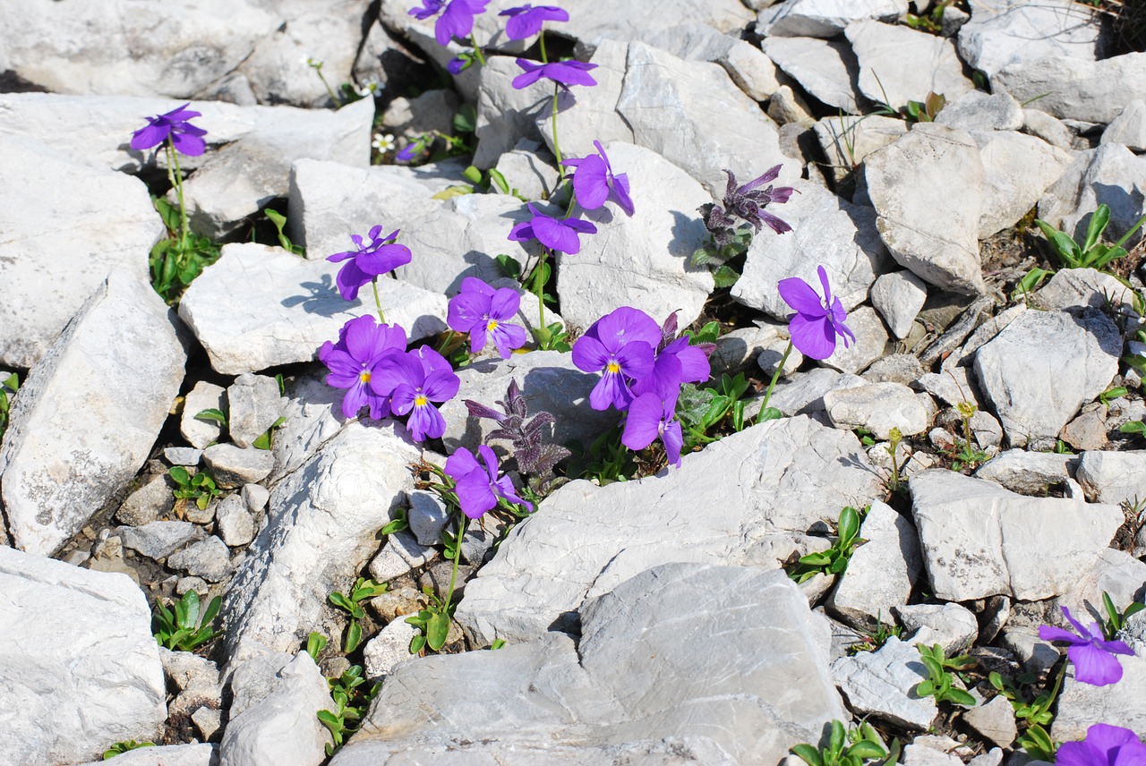 flowers stone nature free photo