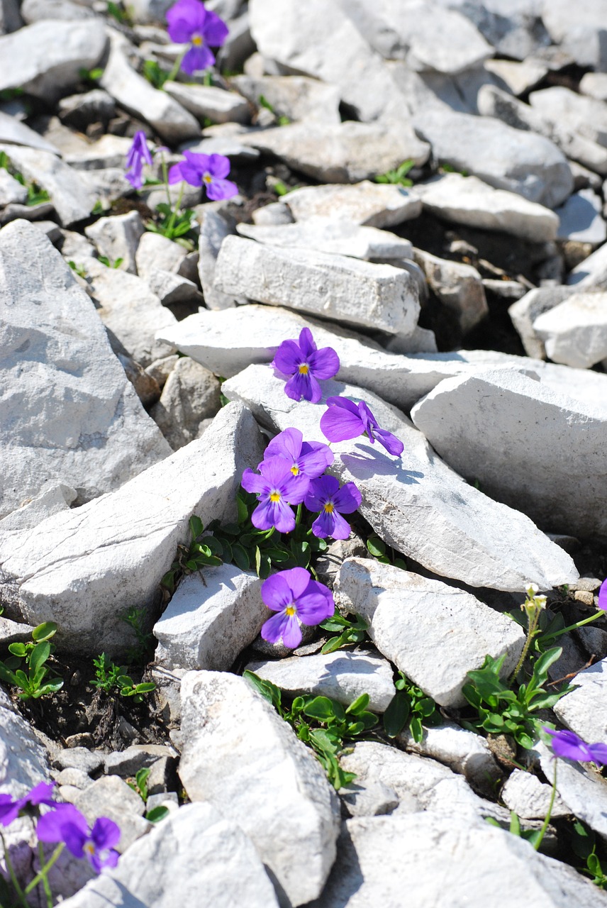 flowers stone nature free photo