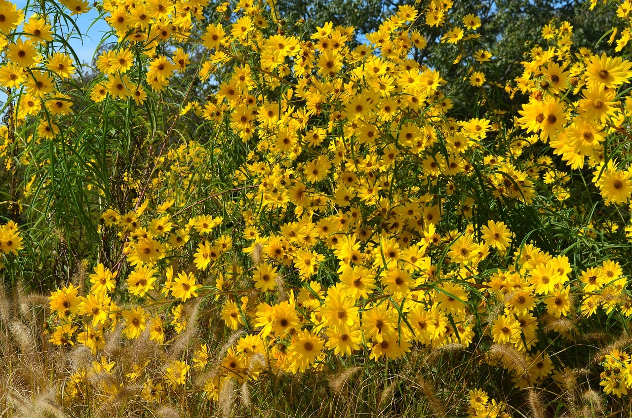 flowers yellow black eye susan free photo