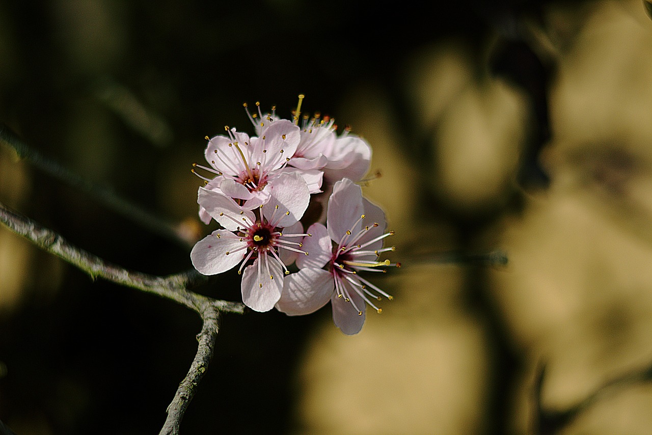 flowers tree blossom free photo