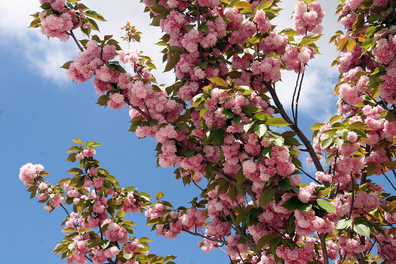 japanese cherry flowers spring free photo