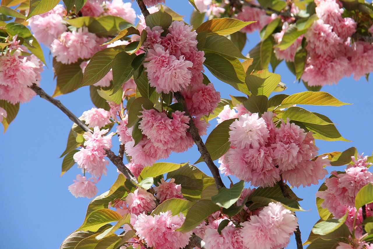 japanese cherry blossom flowers spring free photo