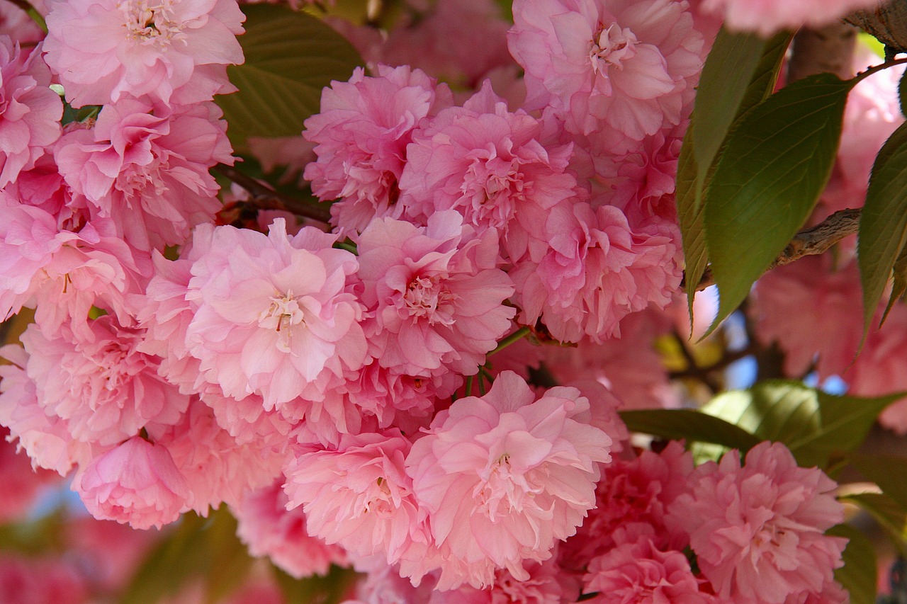japanese cherry flowers spring free photo