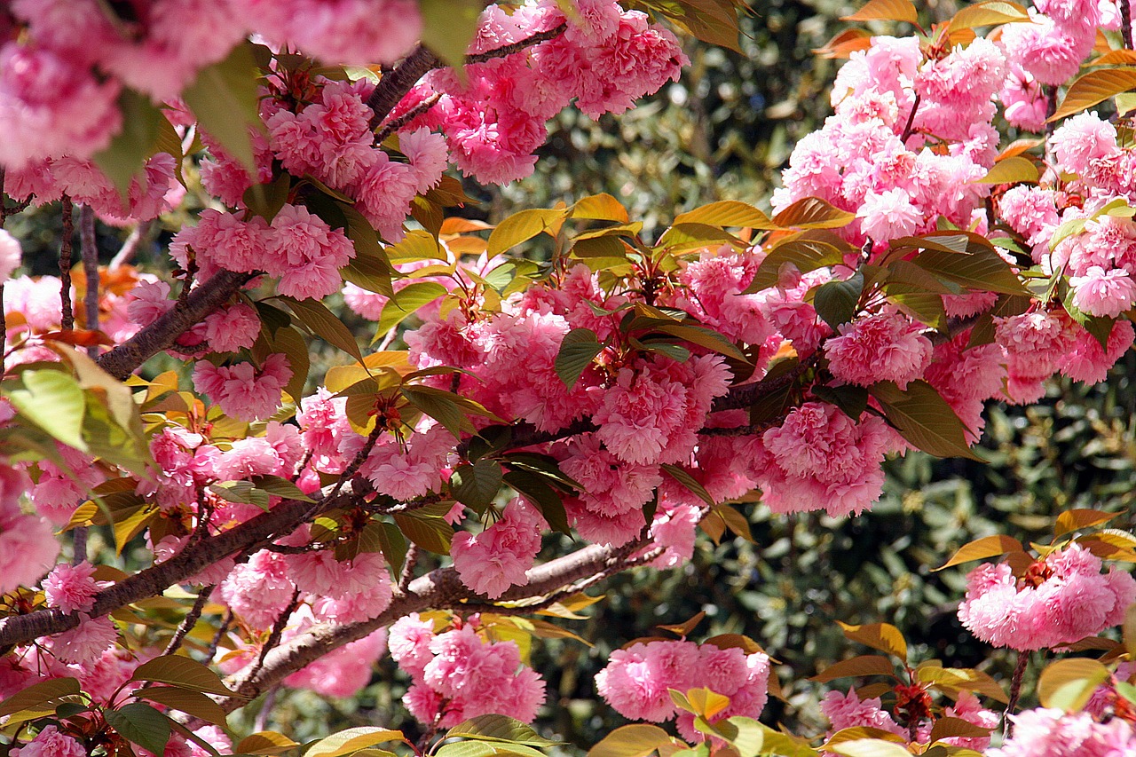 japanese cherry flowers spring free photo