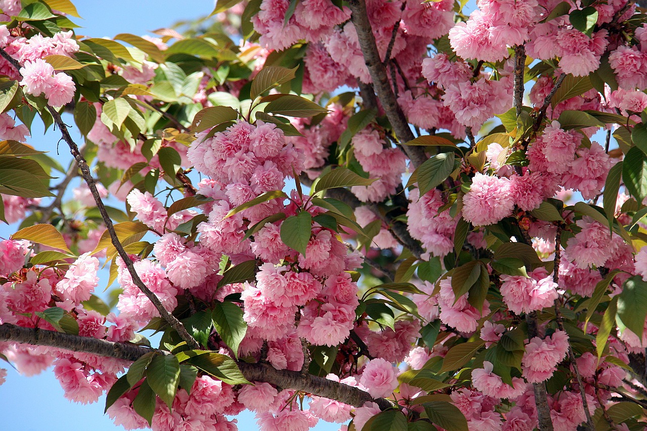 cherry blossom flowers spring free photo