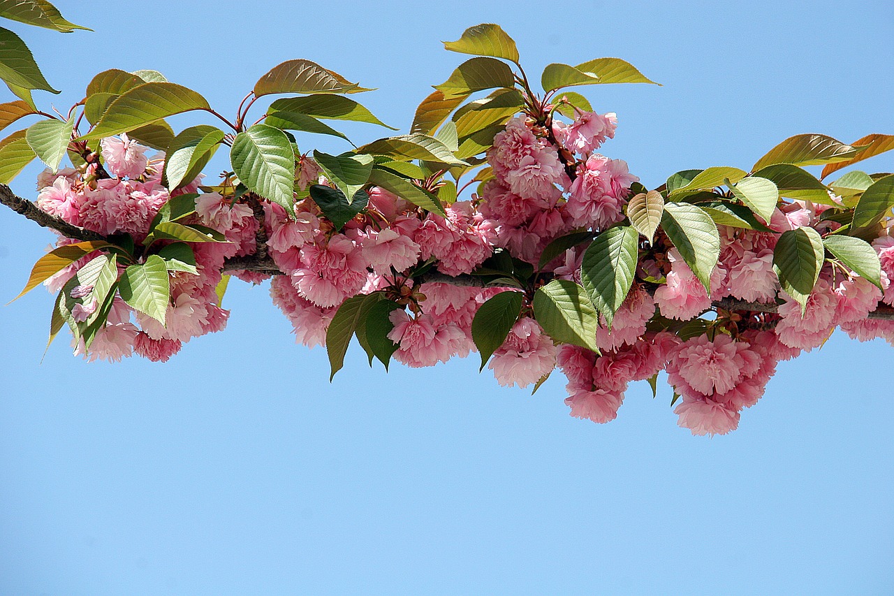 cherry blossom flowers spring free photo